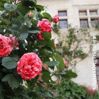 ©SUNFLOR - Primavera